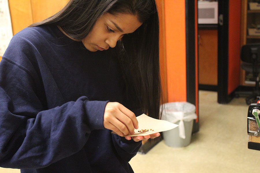 Looking through her pile of milo, senior Nancy Gonzales counts until she has a collection of fifty seeds. That day students determined the carbon dioxide rate of germinating and non germinating seeds.