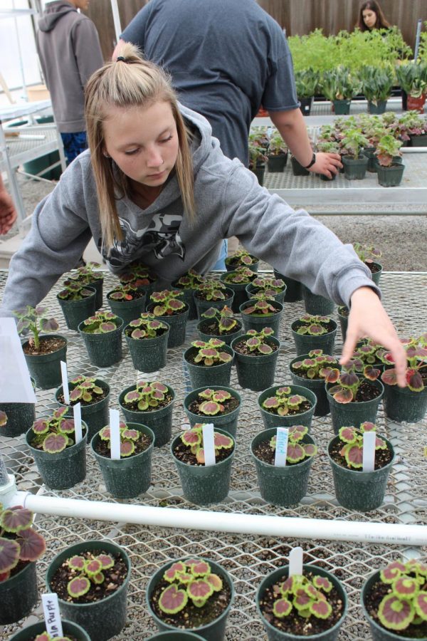 Arranging the flowers, sophomore Taegen Stanley organizes the flowers in rows.
