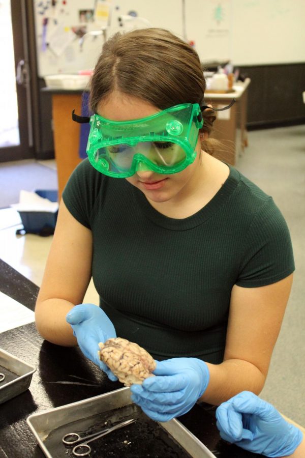 Junior Elizabeth Crawford holds the sheep brain to get a closer look.