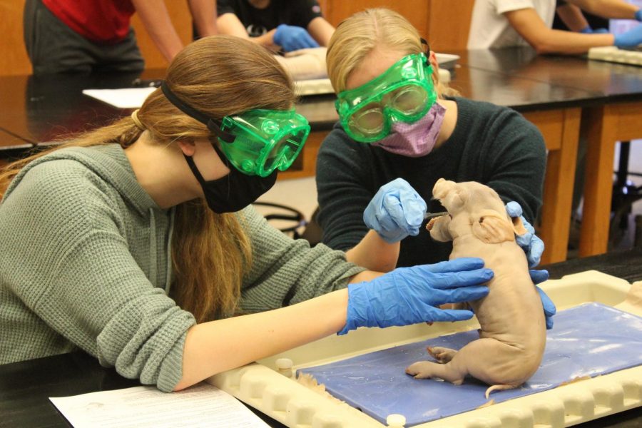 Juniors+Lauren+Anton+and+Madelynn+Hamm+examine+their+fetal+pig+before+dissection.