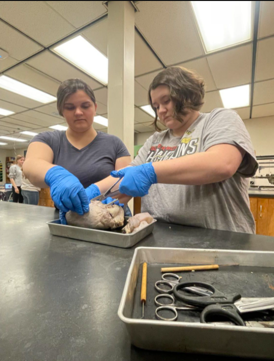 Pig Heart Dissection - Apr. 6