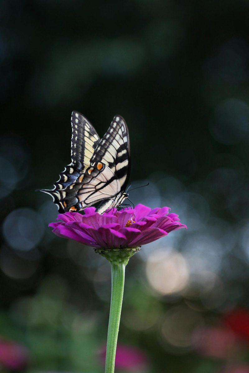 Butterfly perched on a flower.